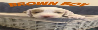 Brown Boy