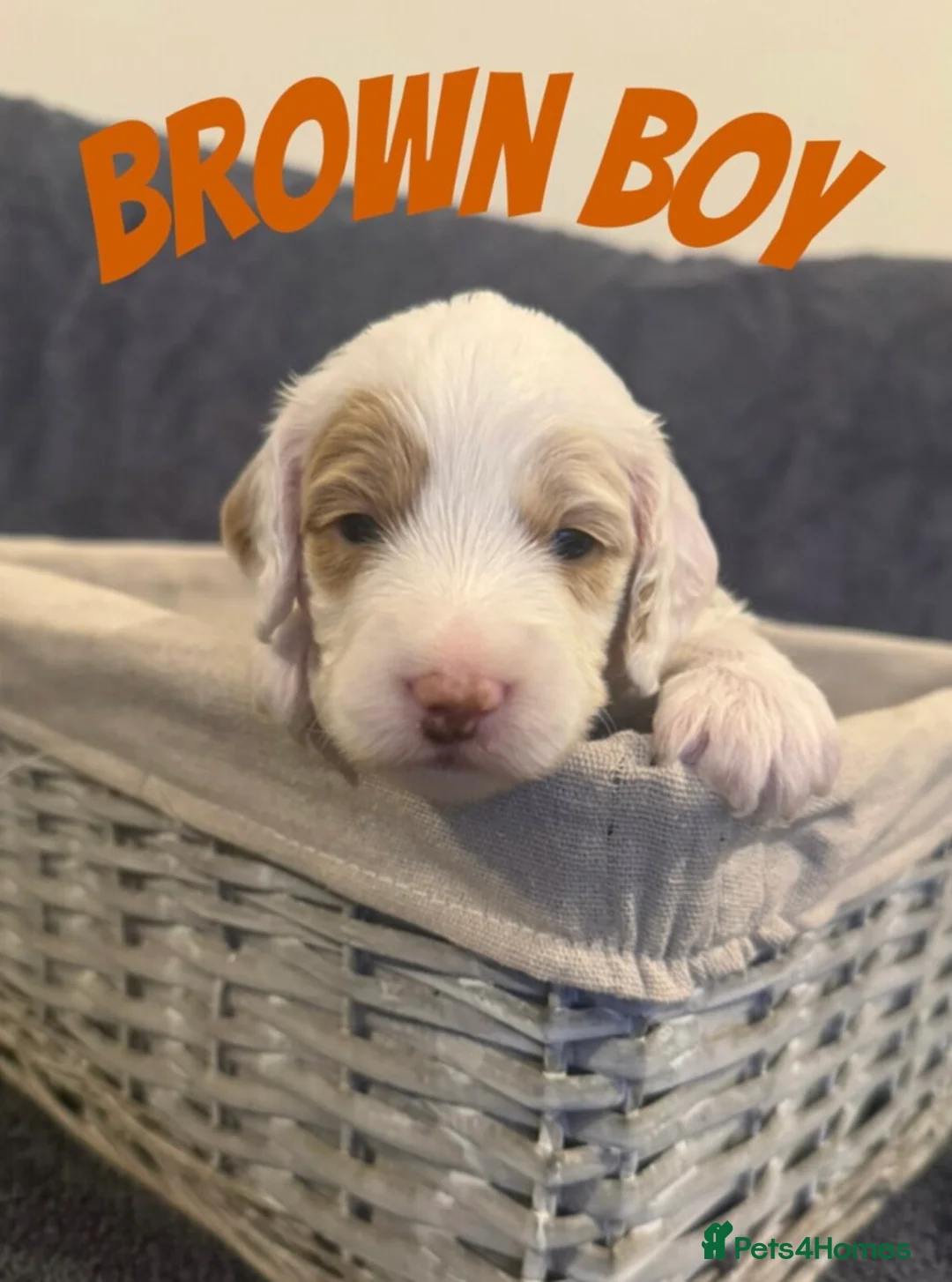 Mixed Breed dogs for sale: Goldendoodle x Cockapoo Puppies (Double Doodles) - Advert 3