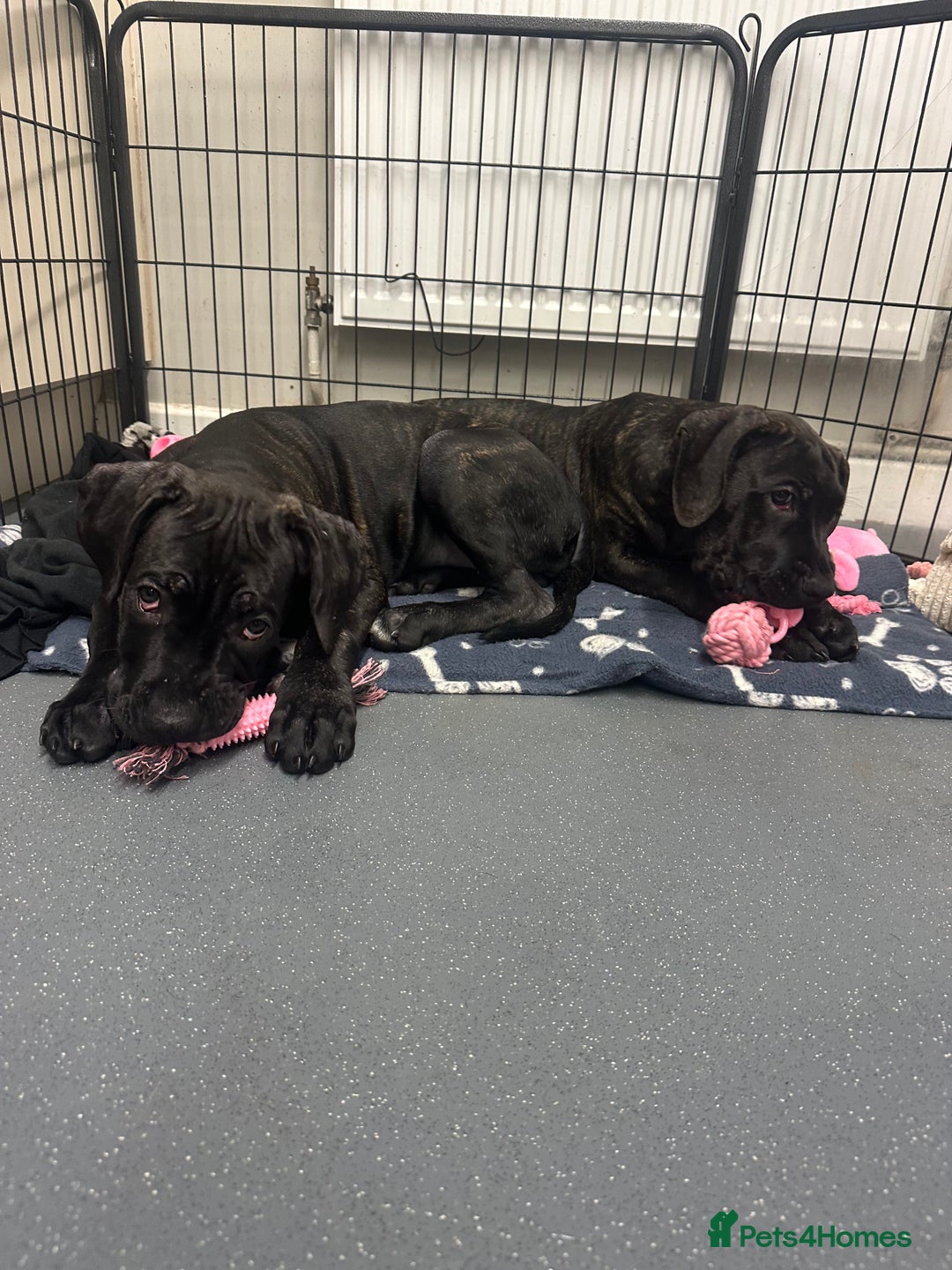 Cane Corso dogs for sale: CLOSING ADVERT ONCE REVIEWS ARE MADE - Advert 9