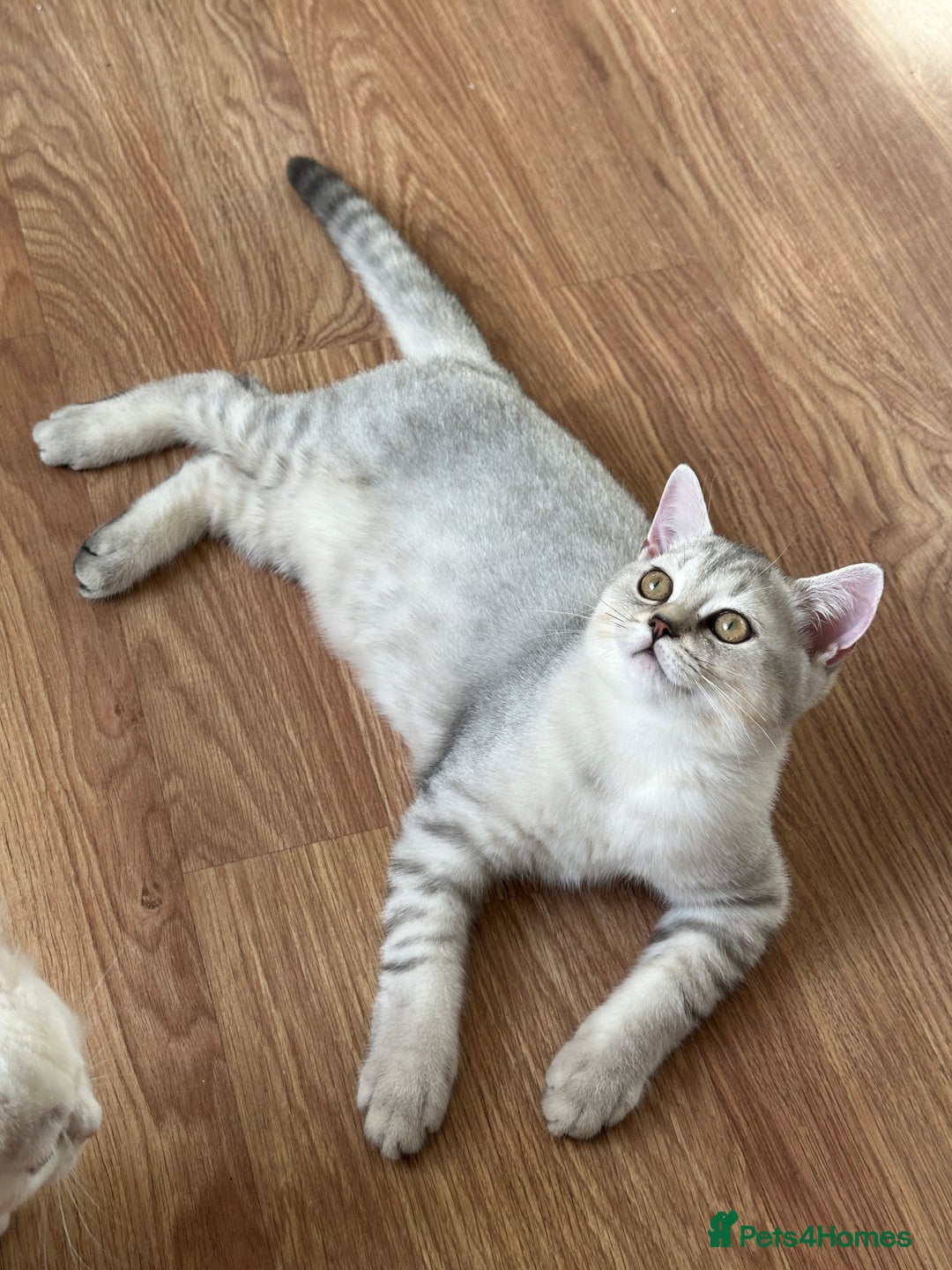 British Longhair cats for sale: Gorgeous British Longhair & Shorthair Kittens - Image 25