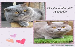 British Longhair cats for sale: GCCF Registered British Longhair kittens - Image 17