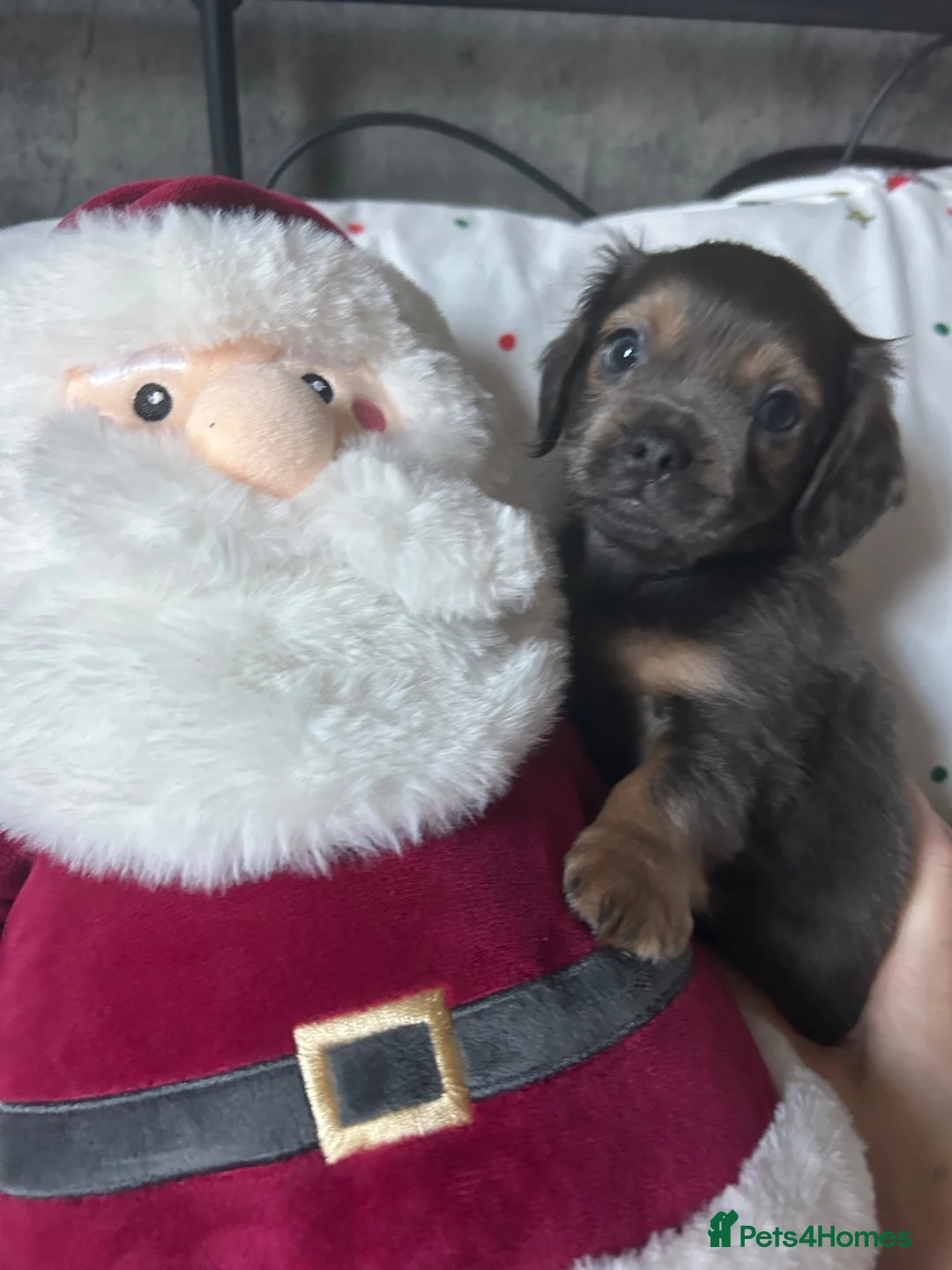 Mixed Breed dogs for sale: Last boy left  - Advert 2