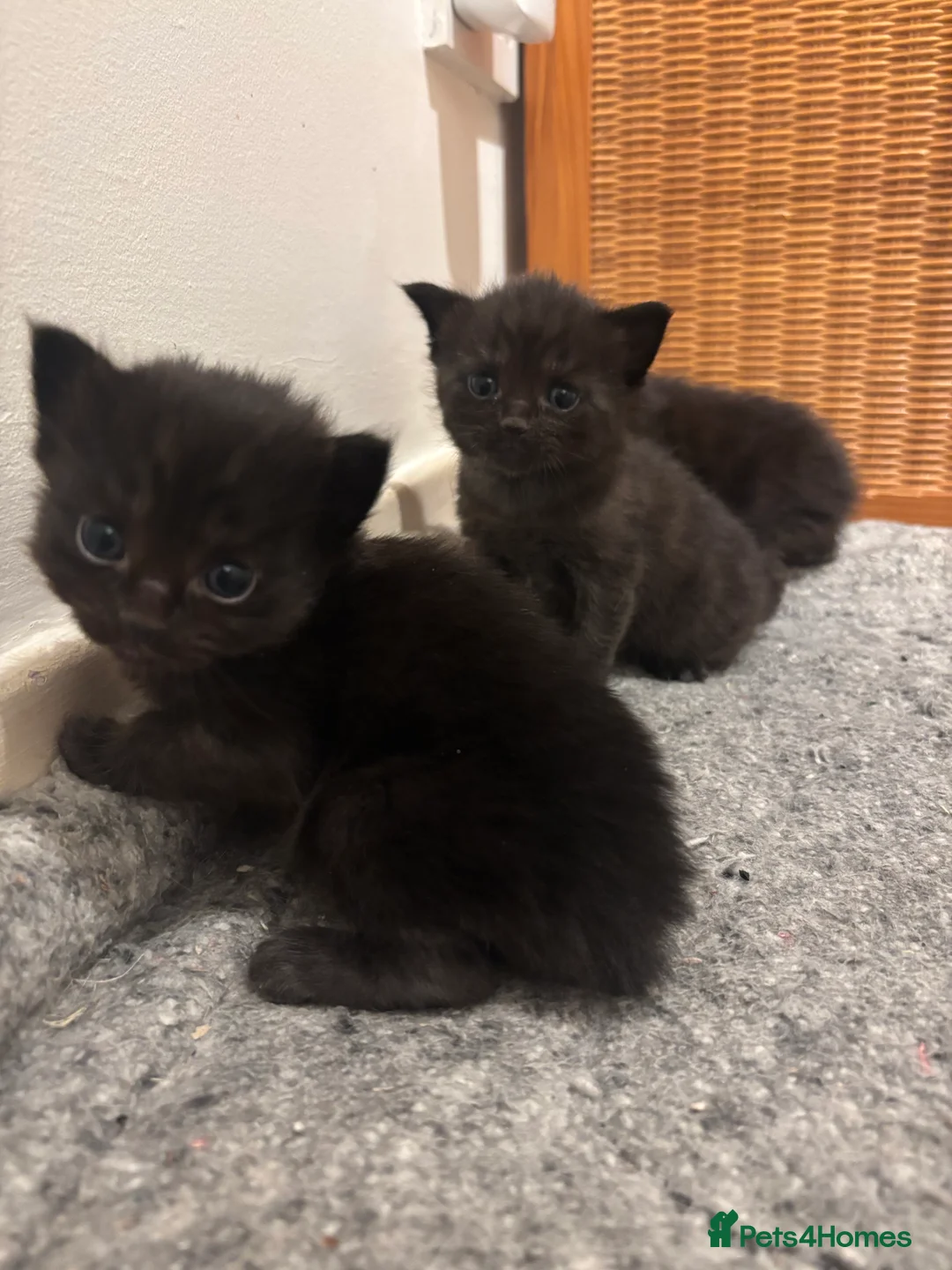 Mixed Breed cats for sale: Beautiful ragdoll x kittens  - Advert 9