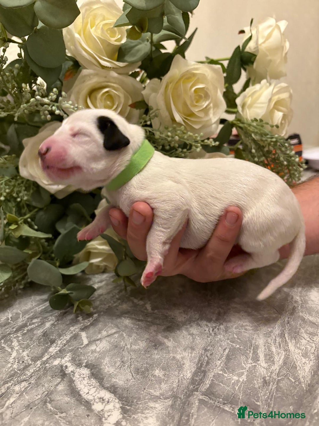 Dalmatian dogs for sale: 5 Generation KC Registered Dalmatians Boys - Advert 7