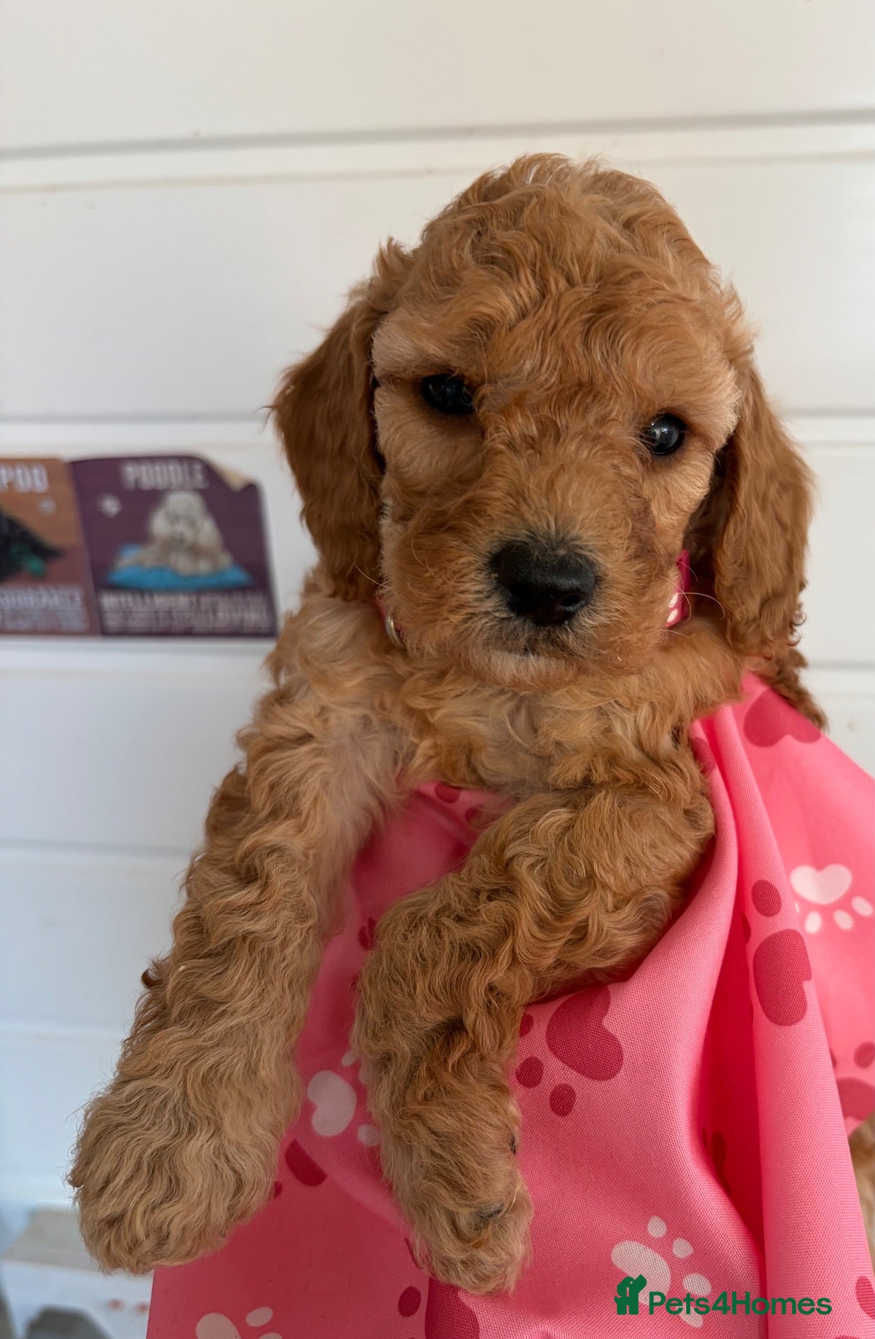 Cockapoo dogs Beautiful gitl very curly F1b  cockapoo  - Advert 13