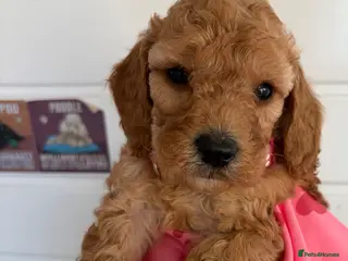 Cockapoo dogs Beautiful gitl very curly F1b cockapoo - Advert 13