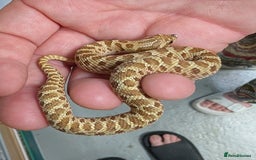 Snake reptiles for sale: Lemon ghost hognose  - Image 4