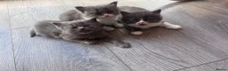 British Longhair cats for sale: Beautiful chunky British longhair ready now - Advert 11