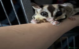 Sugar Glider rodents for sale: Two Female Sugar Gliders with Full Setup - Image 3
