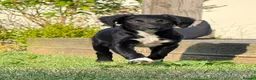 Sprollie dogs for sale: Sprollie pups - 2 Boys left - Advert 4