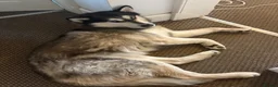 Siberian Husky dogs for stud: Siberian husky for stud in Edinburgh - Advert 3