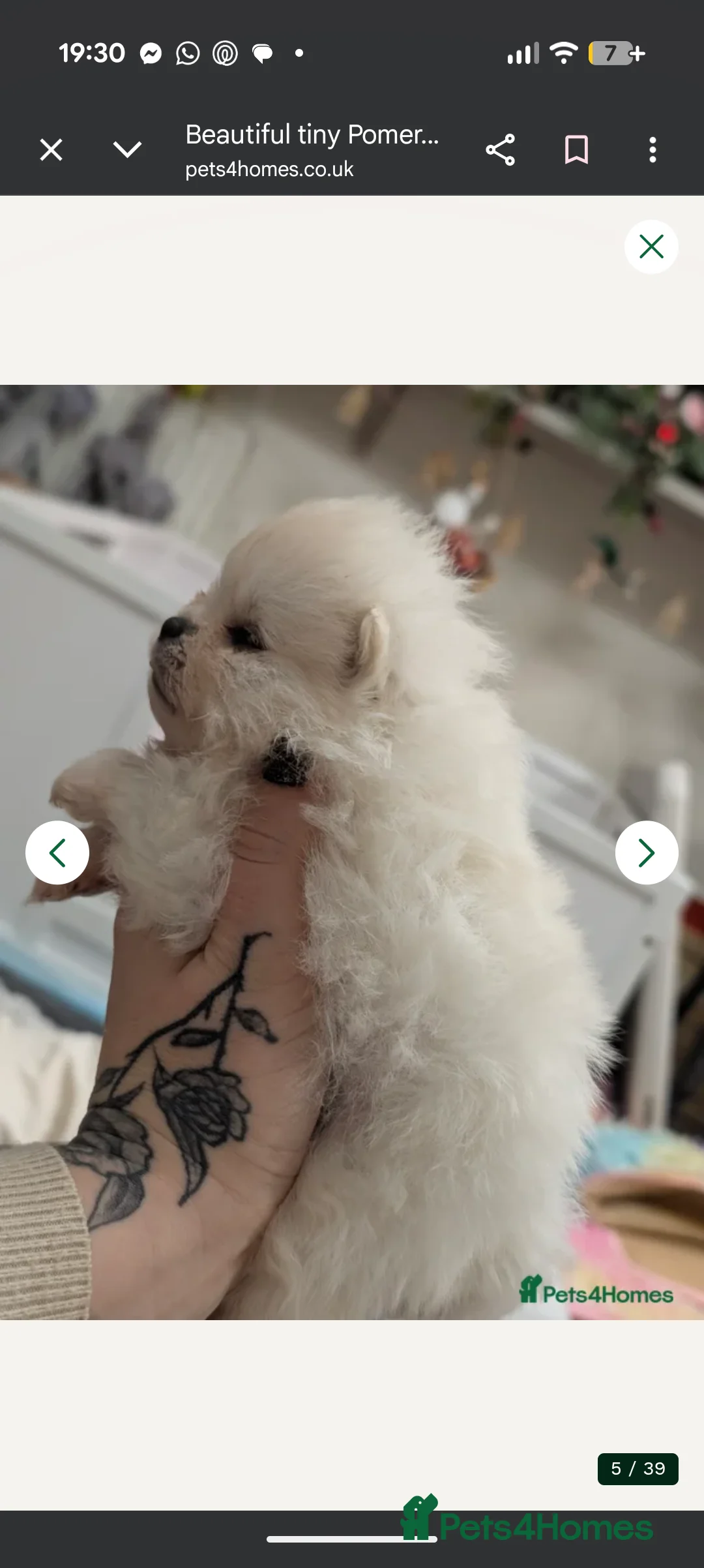 Pomeranian dogs for sale: Last little girl pomeranian puppy  - Advert 6