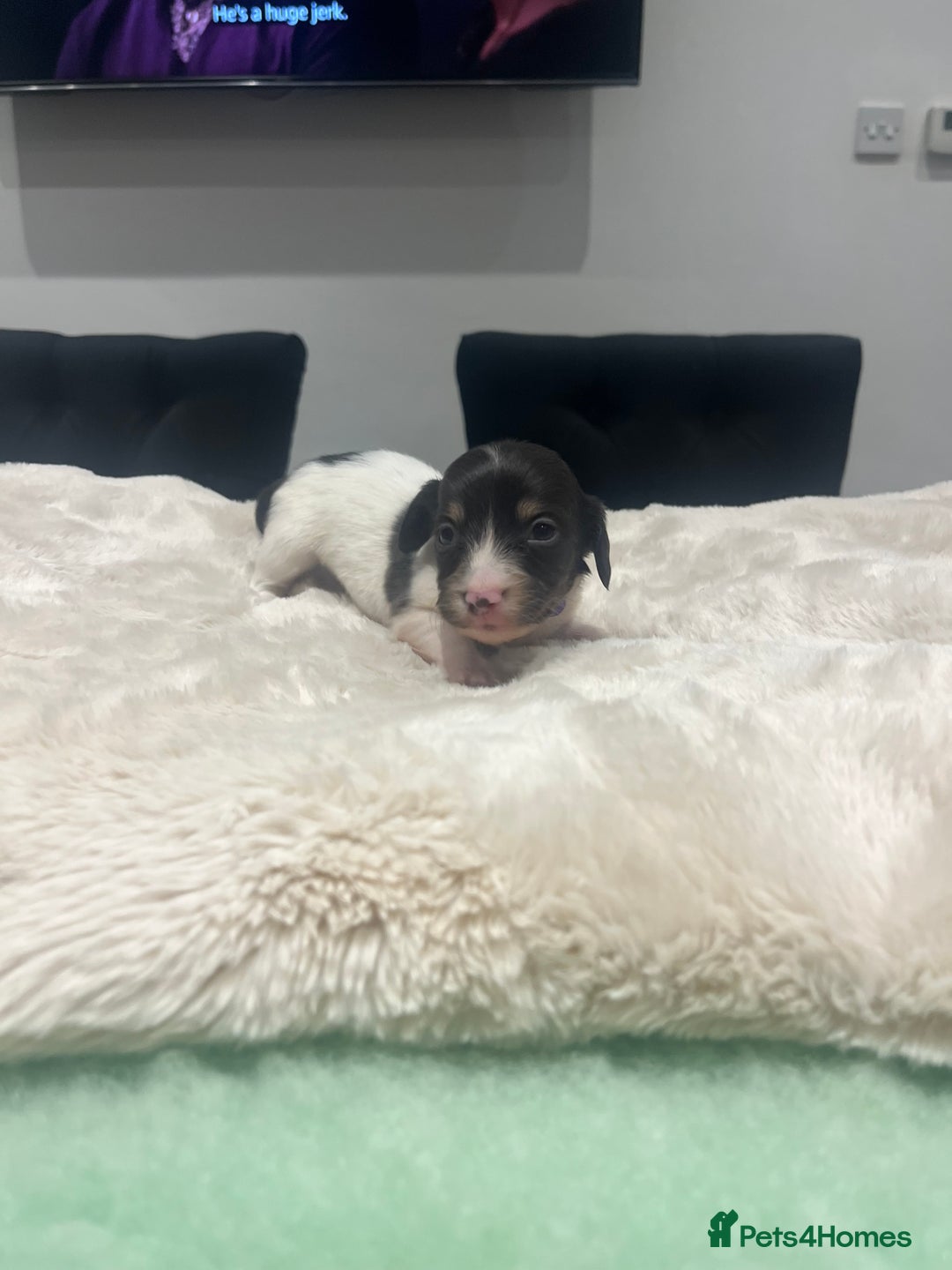 Dachshund dogs for sale: Tiny long haired piebald dachshunds for sale ! - Image 14
