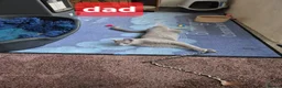 Russian Blue cats for sale: Russian Blue Kittens Loving Homes Only TICA Reg - Advert 7
