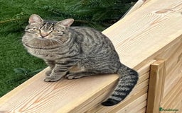 Ragdoll cats for sale: Ragdoll x Domestic Shorthair Cross Breed! - Image 5