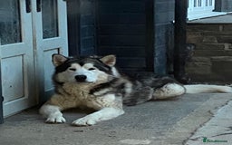 Alaskan Malamute dogs for sale: Pure breed Alaskan malamute puppies - Image 10