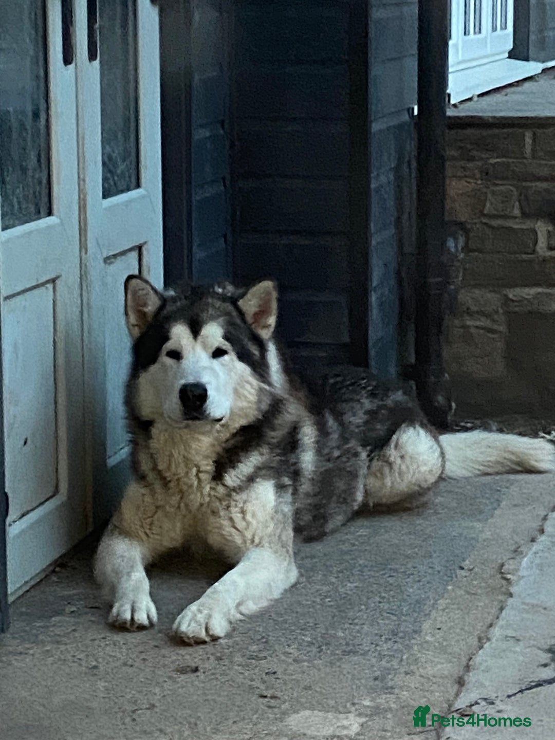 Alaskan Malamute dogs for sale: Pure breed Alaskan malamute puppies - Image 10