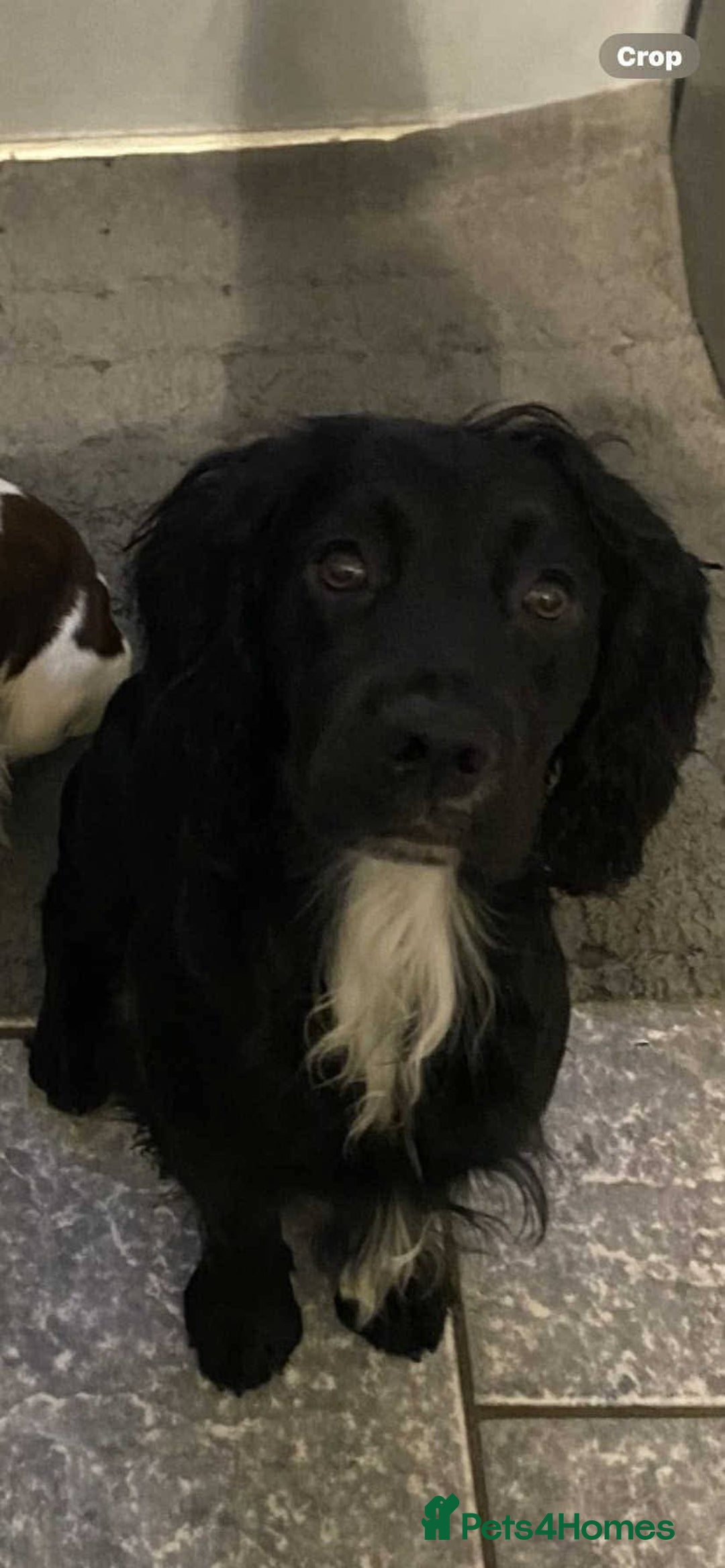 Mixed Breed dogs for sale: Black sprocker  - Advert 2