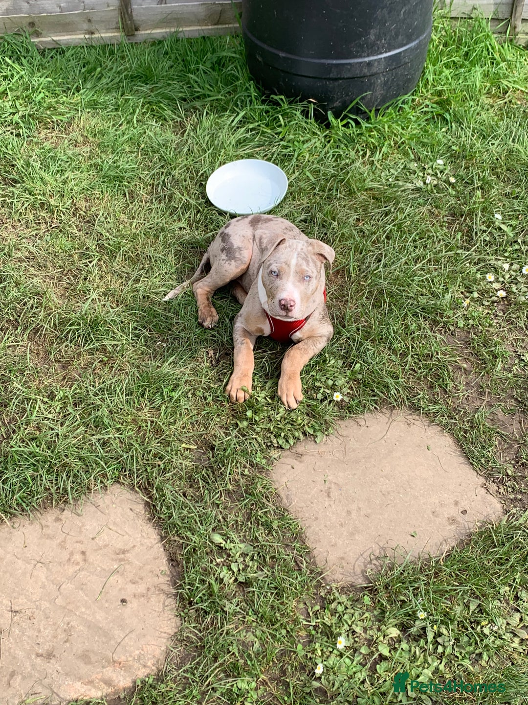 Staffordshire Bull Terrier dogs for stud:  Blue - Image 10