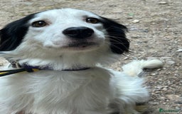 Mixed Breed dogs for adoption: Spotty - Norwich Norfolk  - Image 3