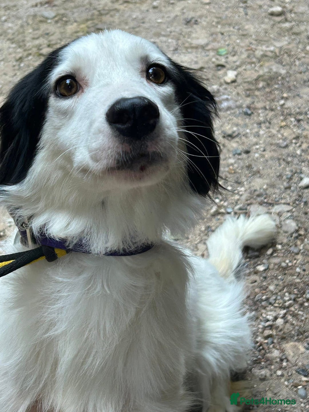 Mixed Breed dogs for adoption: Spotty - Norwich Norfolk  - Image 3