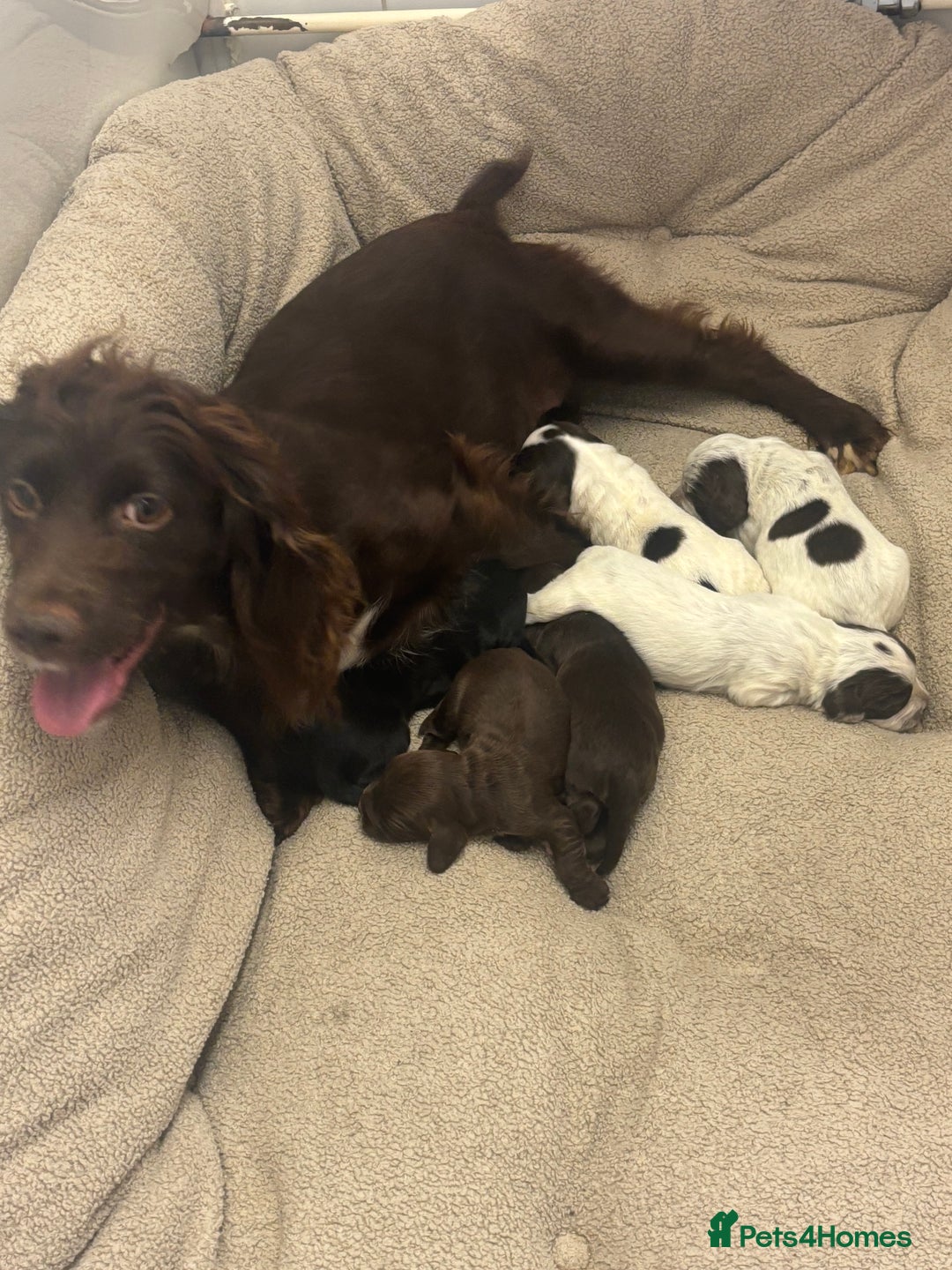 Cocker Spaniel dogs for sale: Cocker spaniel puppies  - Image 6