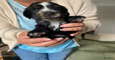 Cocker Spaniel dogs - Advert 20