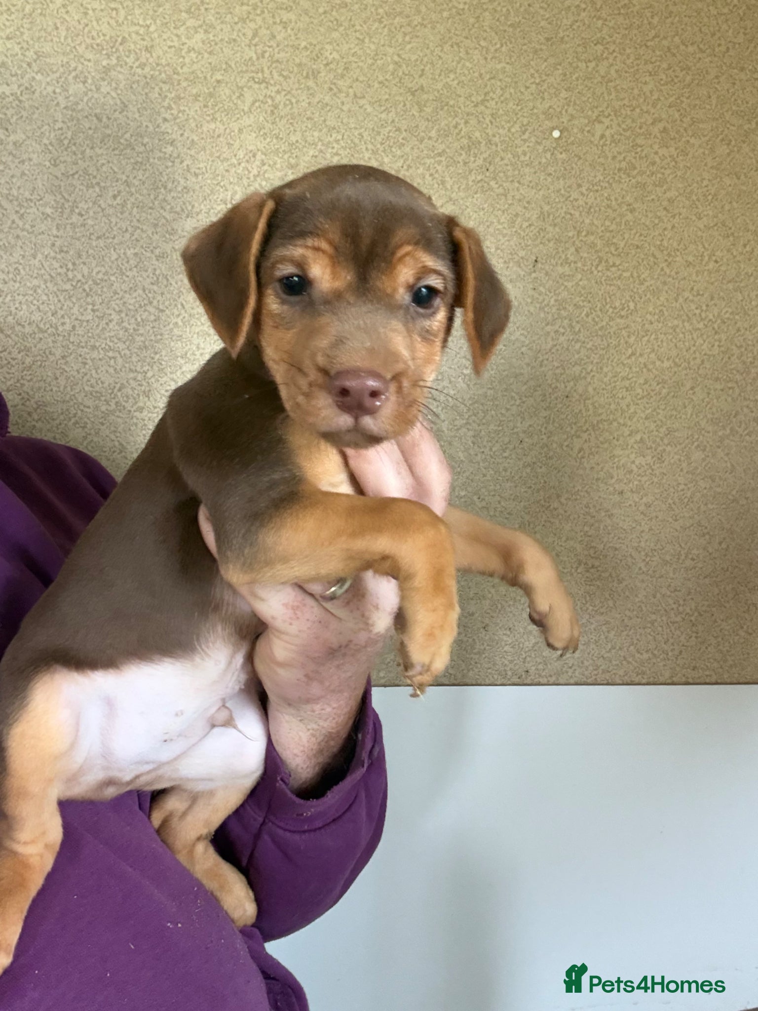 Patterdale Terrier dogs Ready NOW 9 weeks old - Advert 2