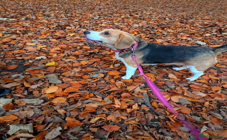 Beagle dogs - Advert 1