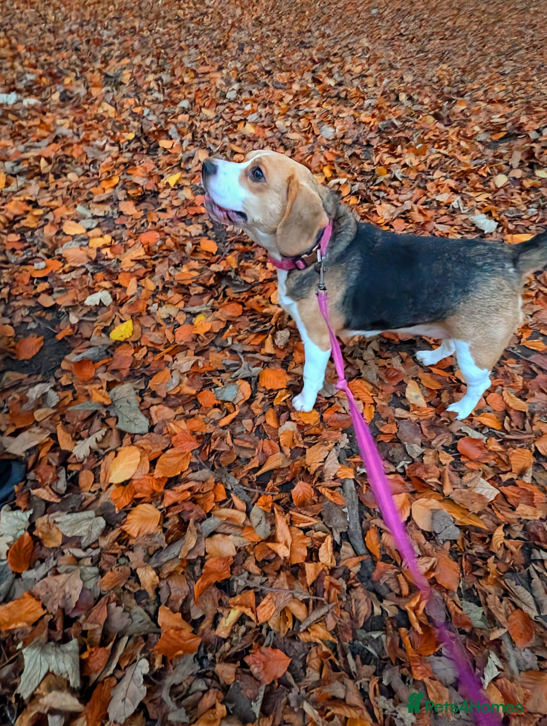 Beagle dogs for sale: Tricolour beagle  - Image 1