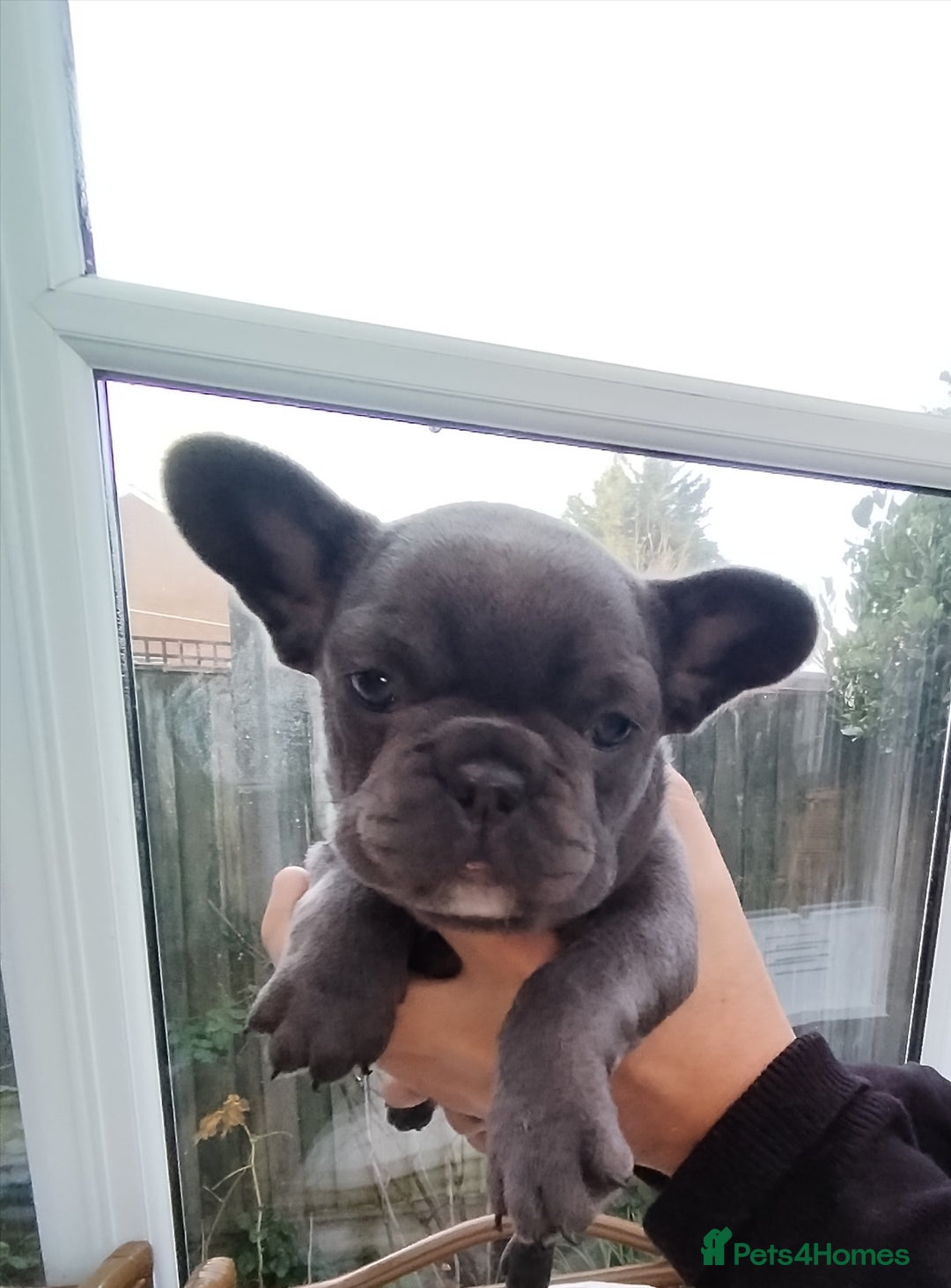 French Bulldog dogs for sale: French bulldog female blue colour - Advert 6