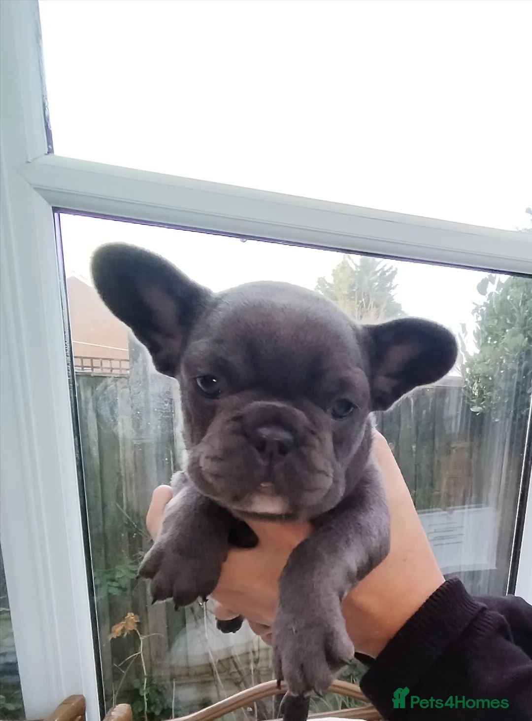 French Bulldog dogs for sale: French bulldog female blue colour - Advert 17