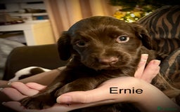 Cocker Spaniel dogs for sale: Beautiful Working Cocker Spaniels! - Advert 5