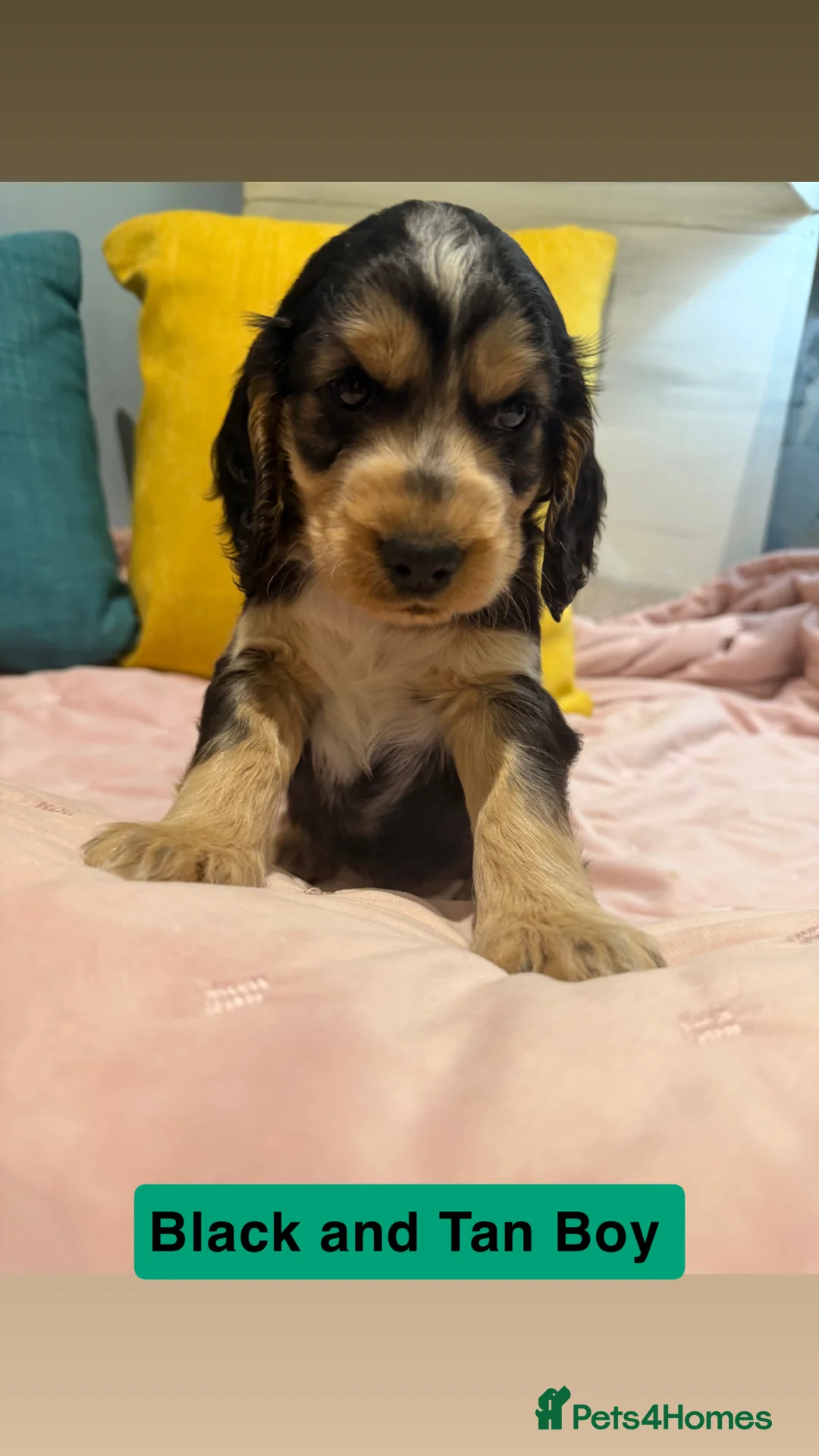 Cockapoo dogs for sale: Cockapoos  - Advert 18