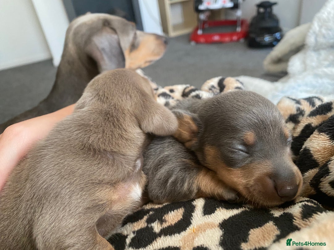 Dachshund dogs for sale: Beautiful mini dashound - Image 8