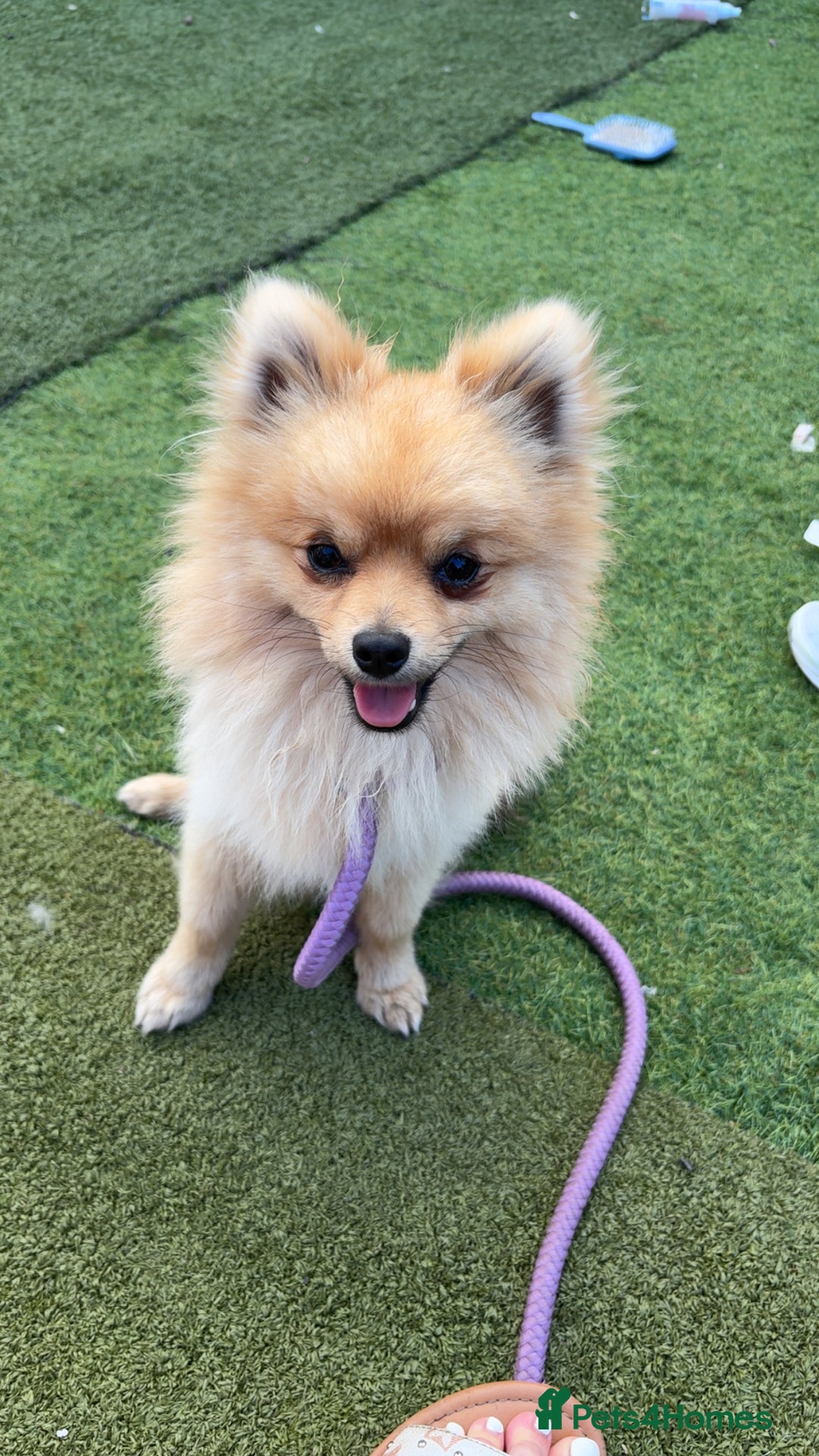 Pomeranian dogs for stud: Handsome Pomeranian for stud  - Advert 1