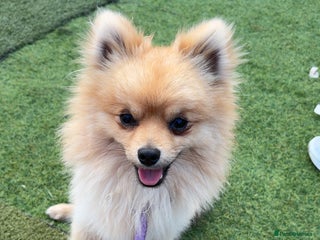 Pomeranian dogs Handsome Pomeranian for stud - Advert 1