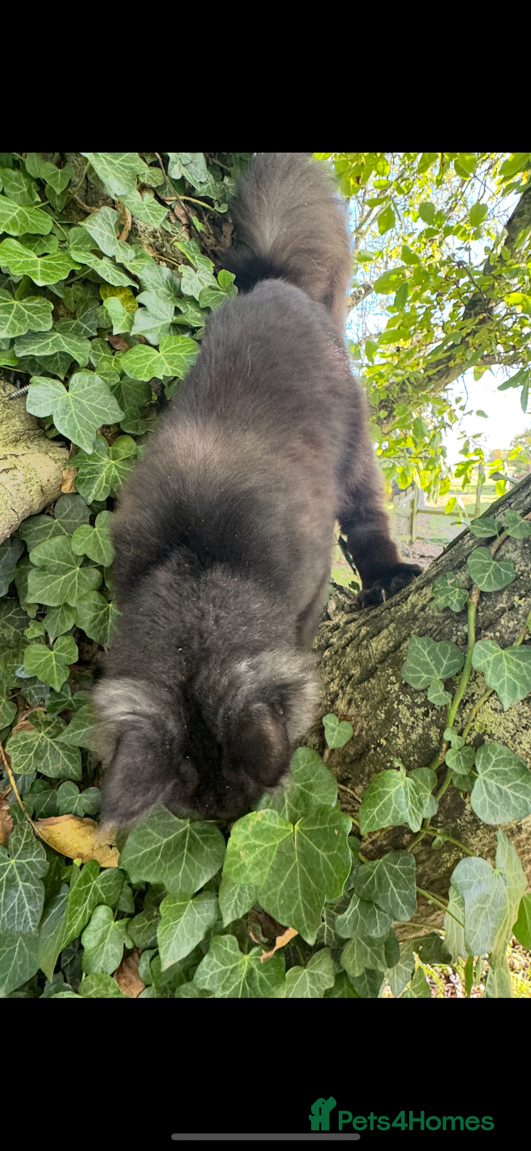 Maine Coon cats for sale: Three stunning pure bred Maine Coon girls - Image 5