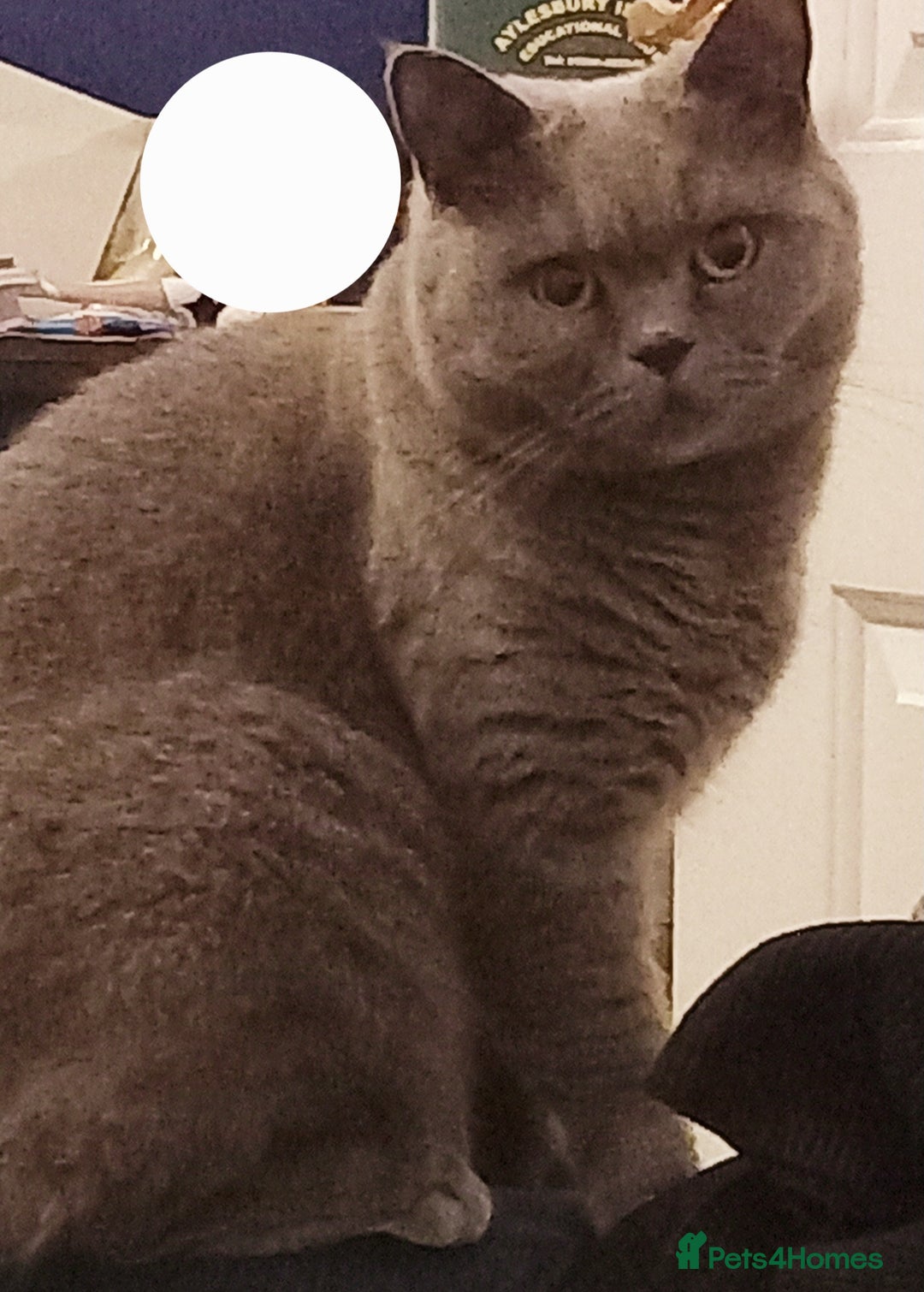 British Shorthair cats for sale: 4 Yr old Female BLUE BSH True pedigree - Image 7