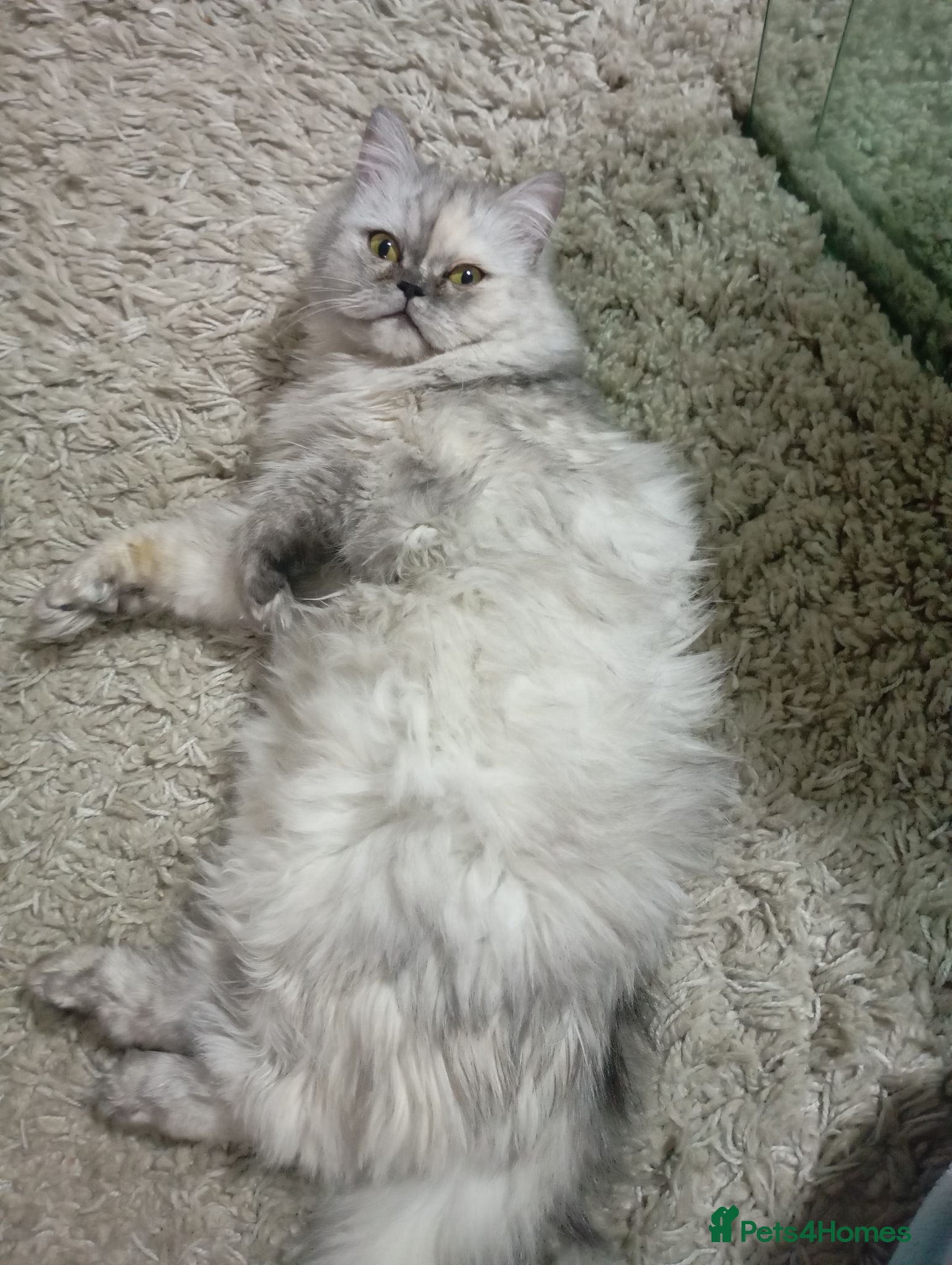 Persian cats Beautiful white and grey Persian  - Advert 1