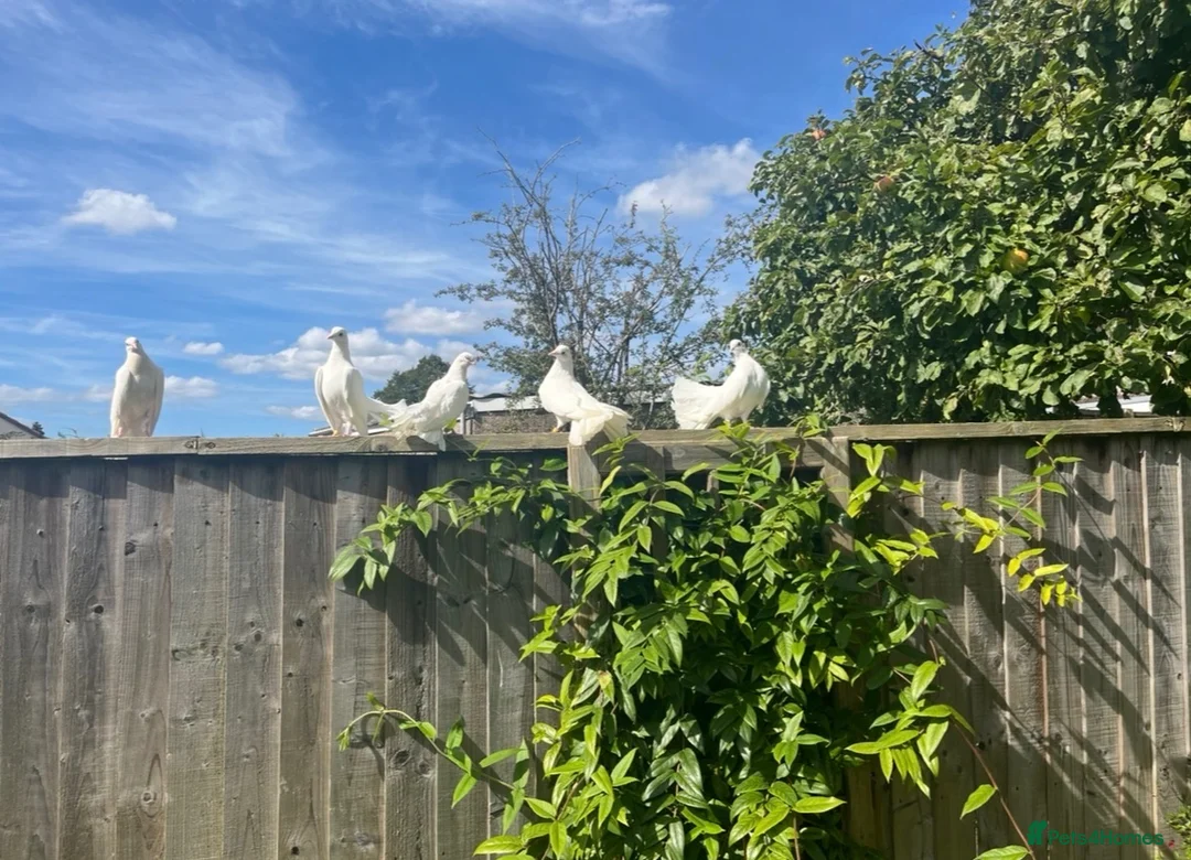 Mixed Breed poultry for sale: Fantail Dove’s x6  - Advert 2