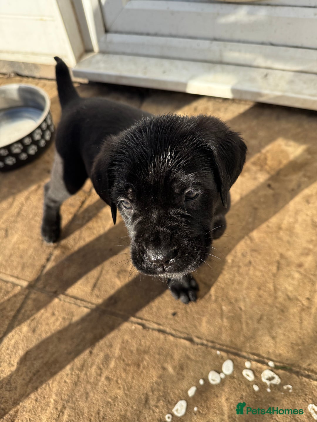 Cane Corso dogs for sale: Pure cane corso puppies  - Advert 2