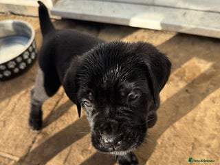 Cane Corso dogs READY TO GO - Advert 9
