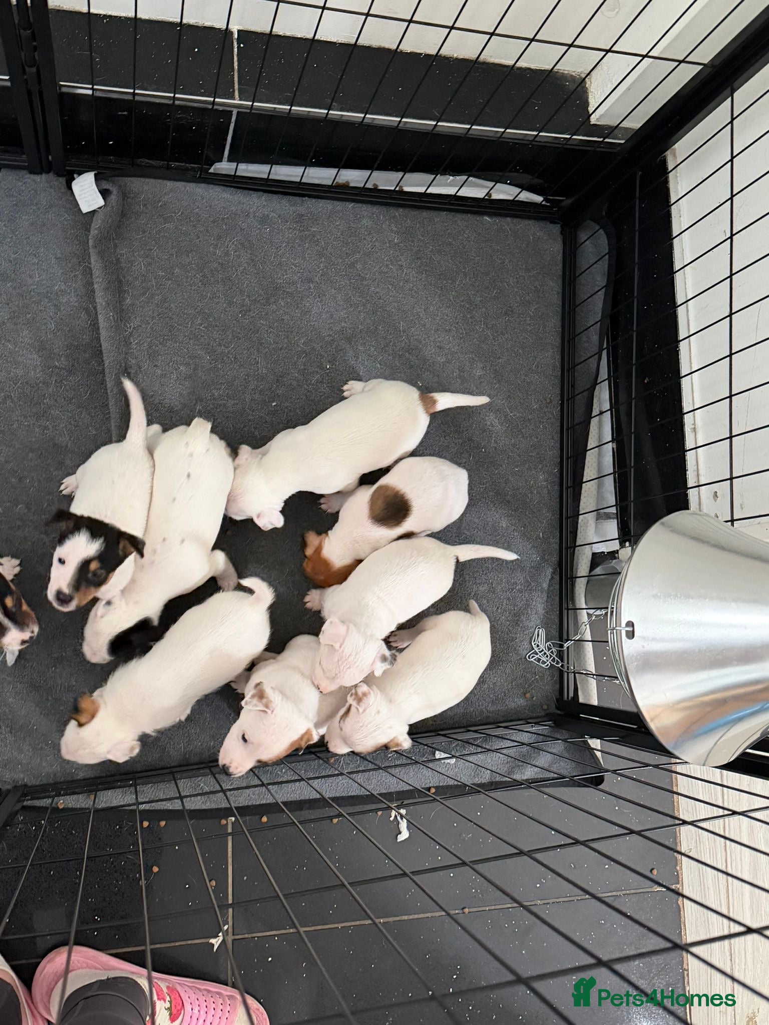 Jack Russell dogs Jack Russell puppies - Advert 17