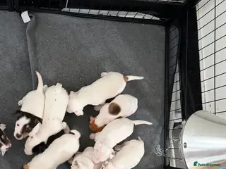 Jack Russell dogs Jack Russell puppies - Advert 17