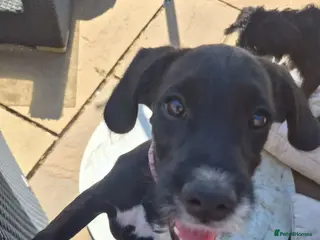 Mixed Breed dogs Boxer-Doodle • READY NOW - Advert 15
