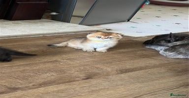 Scottish Fold cats - Advert 2