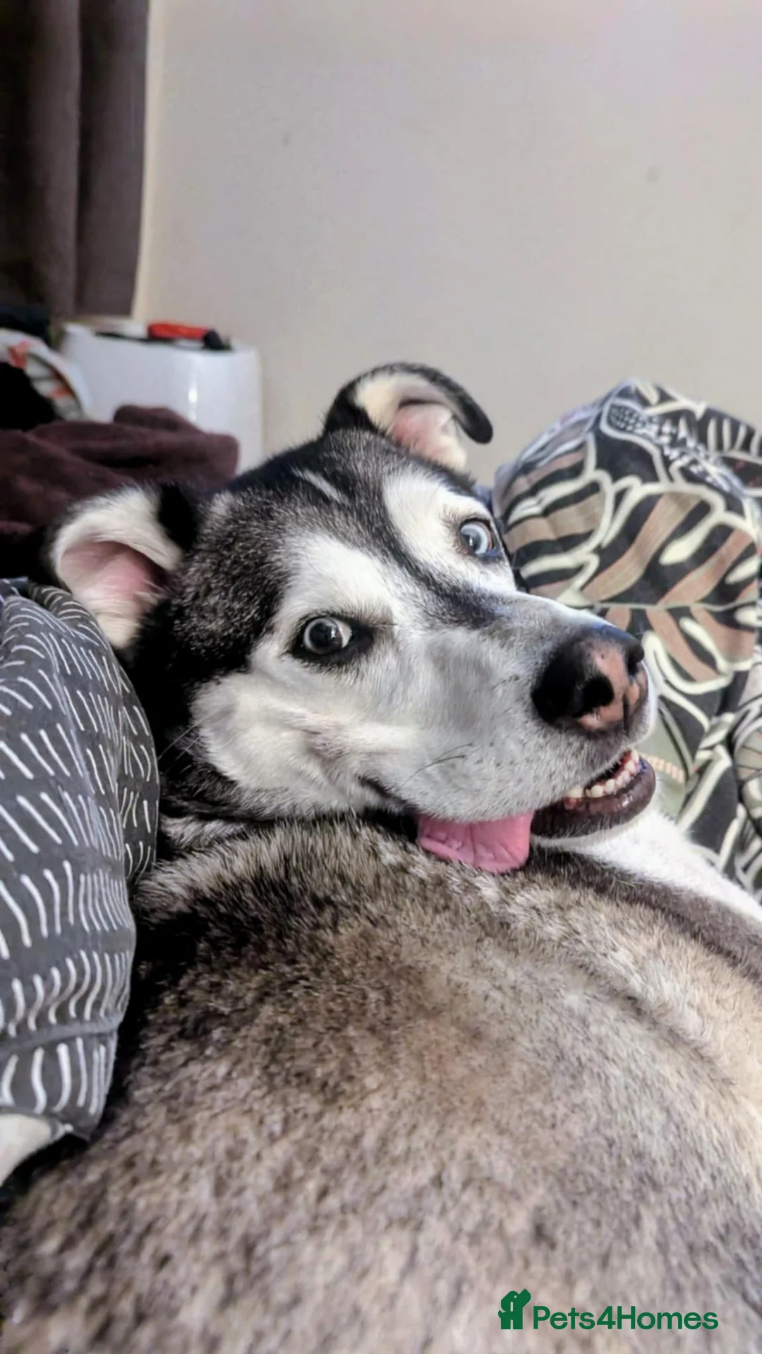 Mixed Breed dogs for adoption: Gus is ready to steal your heart - Advert 3