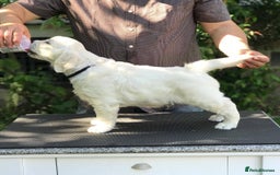 Golden Retriever dogs for sale: STUNNING GOLDEN RETRIEVER PUPPIES - Image 1