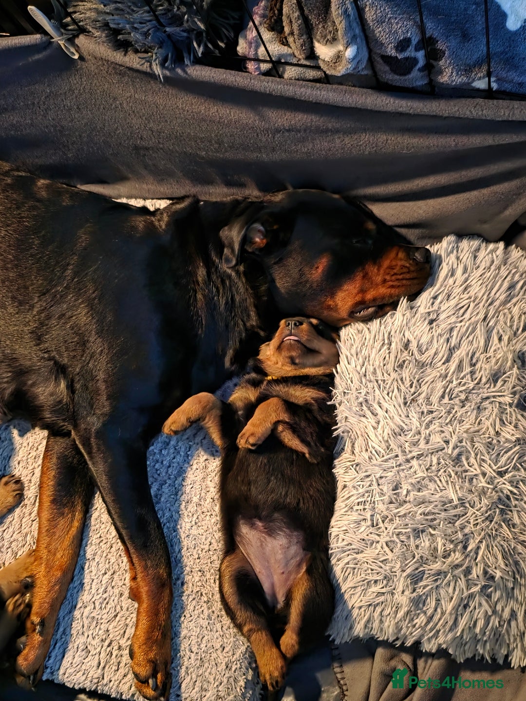 Rottweiler dogs for sale: Chunky Rottweiler puppies for sale  - Advert 14
